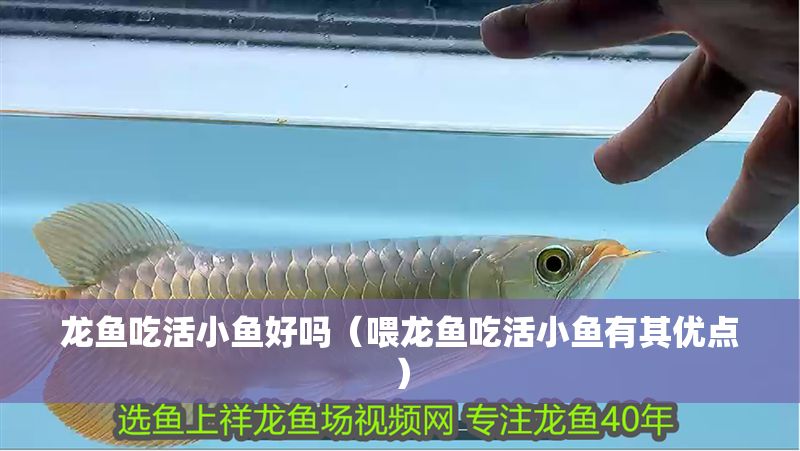 龍魚吃活小魚好嗎（喂龍魚吃活小魚有其優點）