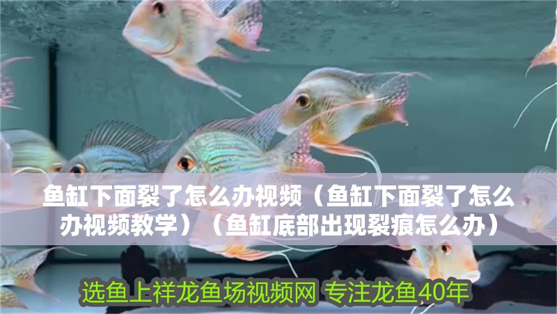 魚缸下面裂了怎么辦視頻（魚缸下面裂了怎么辦視頻教學(xué)）（魚缸底部出現(xiàn)裂痕怎么辦）