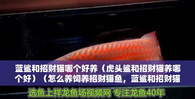 魚缸過濾器選購(gòu)指南:自制魚缸過濾器魚缸上置過濾器對(duì)于養(yǎng)魚愛好者的必備知識(shí) 藍(lán)鯊和招財(cái)貓哪個(gè)好養(yǎng)(虎頭鯊和招財(cái)貓養(yǎng)哪個(gè)好)(怎么養(yǎng)飼養(yǎng)招財(cái)貓魚,藍(lán)鯊和招財(cái)貓哪個(gè)好養(yǎng)) 觀賞魚百科 藍(lán)鯊和招財(cái)貓哪個(gè)好養(yǎng)(虎頭鯊和招財(cái)貓養(yǎng)哪個(gè)好)(怎么養(yǎng)飼養(yǎng)招財(cái)貓魚,藍(lán)鯊和招財(cái)貓哪個(gè)好養(yǎng)) 藍(lán)鯊和招財(cái)貓哪個(gè)好養(yǎng)(虎頭鯊和招財(cái)貓養(yǎng)哪個(gè)好)(怎么養(yǎng)飼養(yǎng)招財(cái)貓魚,藍(lán)鯊和招財(cái)貓哪個(gè)好養(yǎng)) 觀賞魚百科