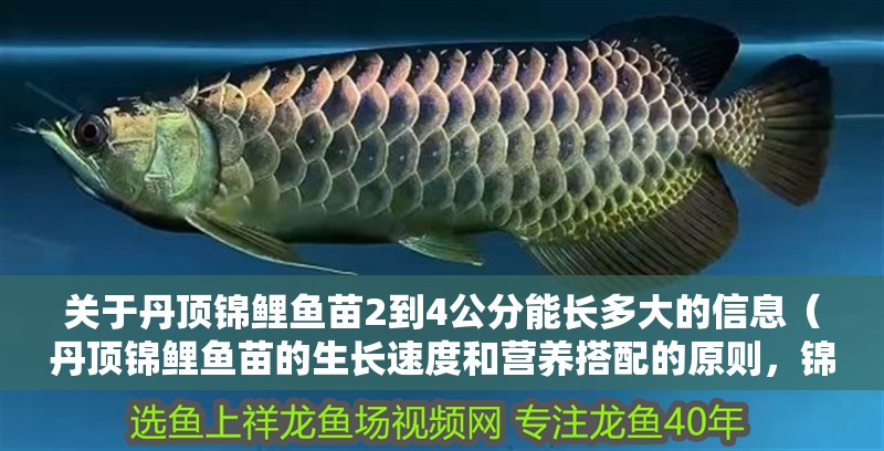 關(guān)于丹頂錦鯉魚苗2到4公分能長多大的信息（丹頂錦鯉魚苗的生長速度和營養(yǎng)搭配的原則，錦鯉魚苗的生長速度）