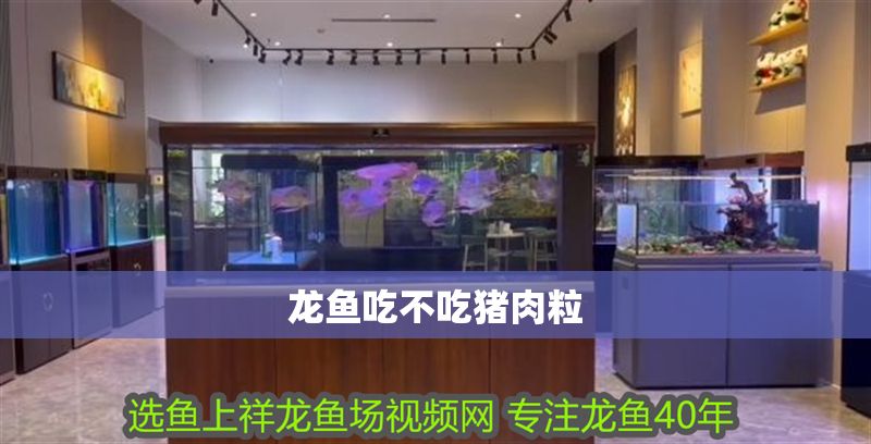 龍魚吃不吃豬肉粒