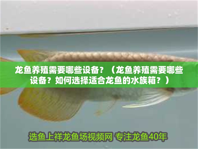 龍魚養殖需要哪些設備？（龍魚養殖需要哪些設備？如何選擇適合龍魚的水族箱？） 龍魚養殖需要哪些設備？（龍魚養殖需要哪些設備？如何選擇適合龍魚的水族箱？） 龍魚百科