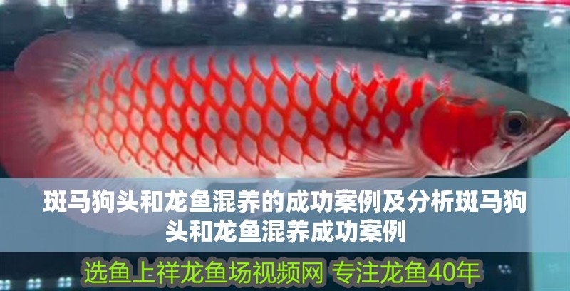 斑馬狗頭和龍魚混養的成功案例及分析斑馬狗頭和龍魚混養成功案例