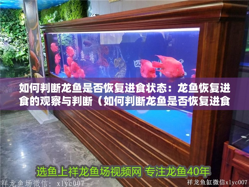 如何判斷龍魚是否恢復進食狀態：龍魚恢復進食的觀察與判斷（如何判斷龍魚是否恢復進食）