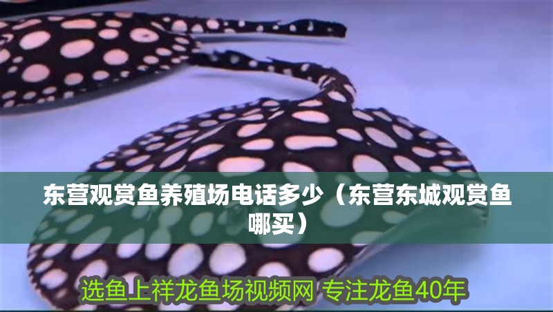 東營觀賞魚養殖場電話多少（東營東城觀賞魚哪買）