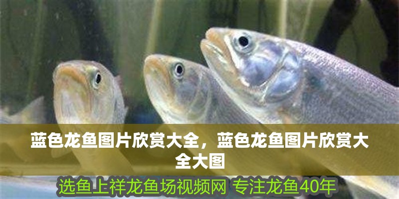 藍色龍魚圖片欣賞大全，藍色龍魚圖片欣賞大全大圖