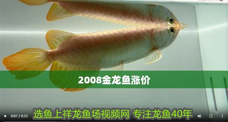 2008金龍魚漲價