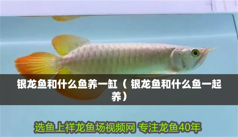 銀龍魚和什么魚養(yǎng)一缸（ 銀龍魚和什么魚一起養(yǎng)） 銀龍魚和什么魚養(yǎng)一缸（ 銀龍魚和什么魚一起養(yǎng)） 觀賞魚百科
