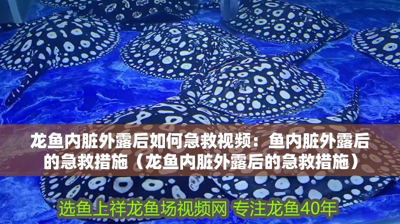 龍魚內臟外露后如何急救視頻：魚內臟外露后的急救措施（龍魚內臟外露后的急救措施）