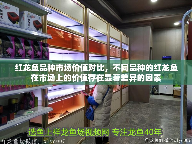 紅龍魚品種市場(chǎng)價(jià)值對(duì)比，不同品種的紅龍魚在市場(chǎng)上的價(jià)值存在顯著差異的因素 紅龍魚品種市場(chǎng)價(jià)值對(duì)比，不同品種的紅龍魚在市場(chǎng)上的價(jià)值存在顯著差異的因素 觀賞魚百科
