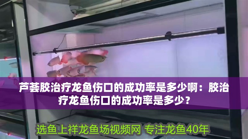 蘆薈膠治療龍魚傷口的成功率是多少啊：膠治療龍魚傷口的成功率是多少？