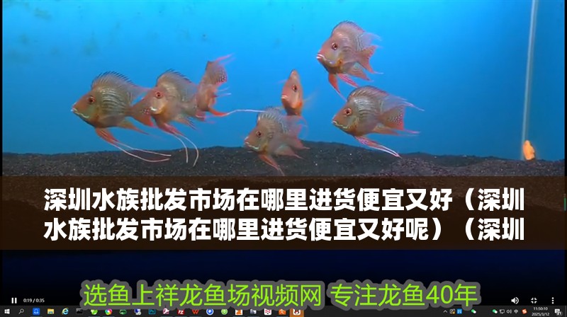 深圳水族批發(fā)市場(chǎng)在哪里進(jìn)貨便宜又好（深圳水族批發(fā)市場(chǎng)在哪里進(jìn)貨便宜又好呢）（深圳水族批發(fā)市場(chǎng)在哪里）