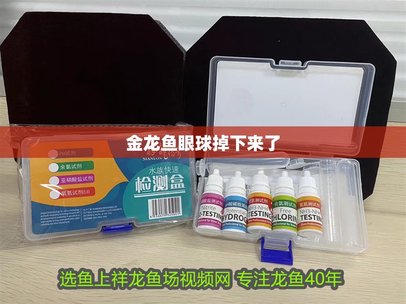 金龍魚眼球掉下來(lái)了