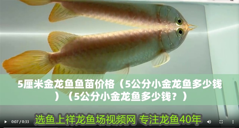 5厘米金龍魚魚苗價格（5公分小金龍魚多少錢）（5公分小金龍魚多少錢？）