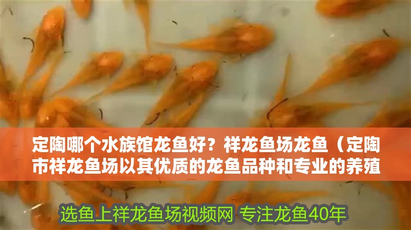 定陶哪個(gè)水族館龍魚好？祥龍魚場(chǎng)龍魚（定陶市祥龍魚場(chǎng)以其優(yōu)質(zhì)的龍魚品種和專業(yè)的養(yǎng)殖技術(shù)） 定陶哪個(gè)水族館龍魚好？祥龍魚場(chǎng)龍魚（定陶市祥龍魚場(chǎng)以其優(yōu)質(zhì)的龍魚品種和專業(yè)的養(yǎng)殖技術(shù)） 龍魚百科
