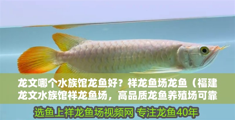 龍文哪個(gè)水族館龍魚好？祥龍魚場(chǎng)龍魚（福建龍文水族館祥龍魚場(chǎng)，高品質(zhì)龍魚養(yǎng)殖場(chǎng)可靠選擇）