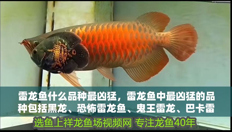 雷龍魚什么品種最兇猛，雷龍魚中最兇猛的品種包括黑龍、恐怖雷龍魚、鬼王雷龍、巴卡雷龍