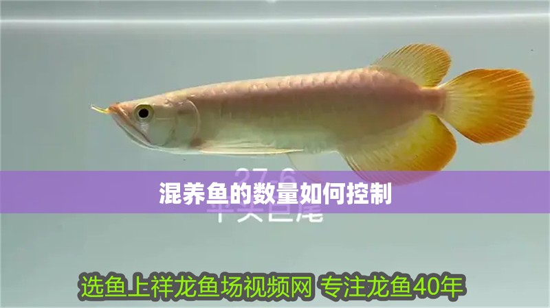 混養魚的數量如何控制