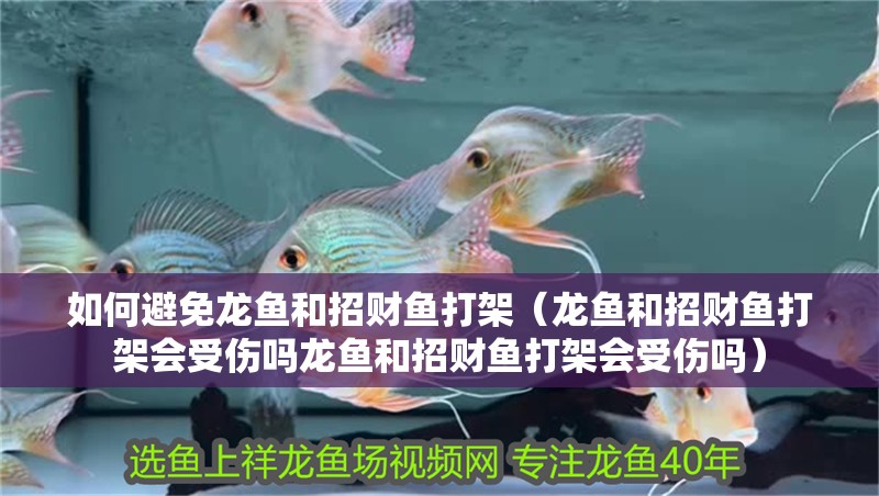 如何避免龍魚和招財魚打架（龍魚和招財魚打架會受傷嗎龍魚和招財魚打架會受傷嗎）