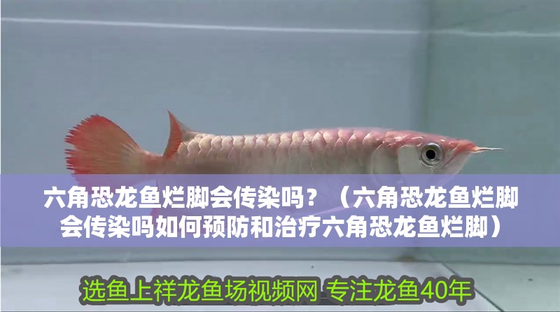 六角恐龍魚爛腳會傳染嗎？（六角恐龍魚爛腳會傳染嗎如何預防和治療六角恐龍魚爛腳）