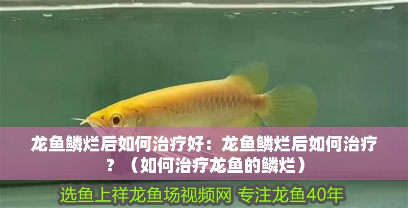 龍魚鱗爛后如何治療好：龍魚鱗爛后如何治療？（如何治療龍魚的鱗爛）