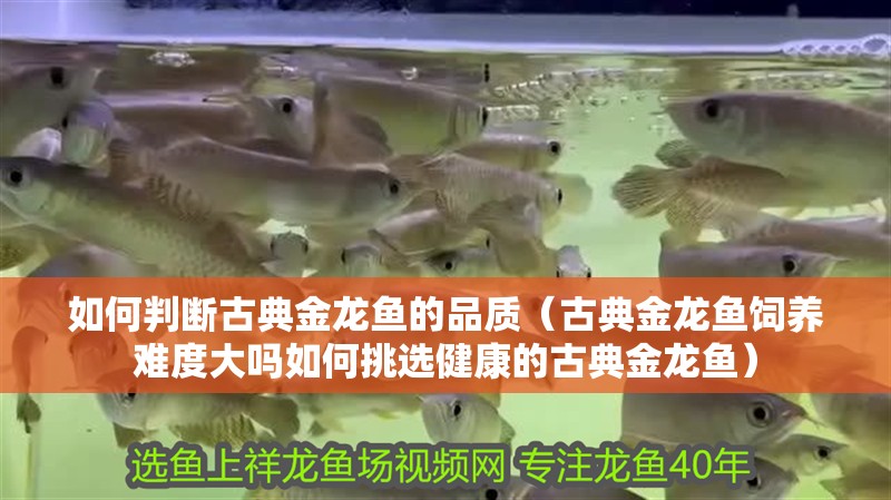 如何判斷古典金龍魚的品質（古典金龍魚飼養難度大嗎如何挑選健康的古典金龍魚） 如何判斷古典金龍魚的品質（古典金龍魚飼養難度大嗎如何挑選健康的古典金龍魚） 龍魚百科