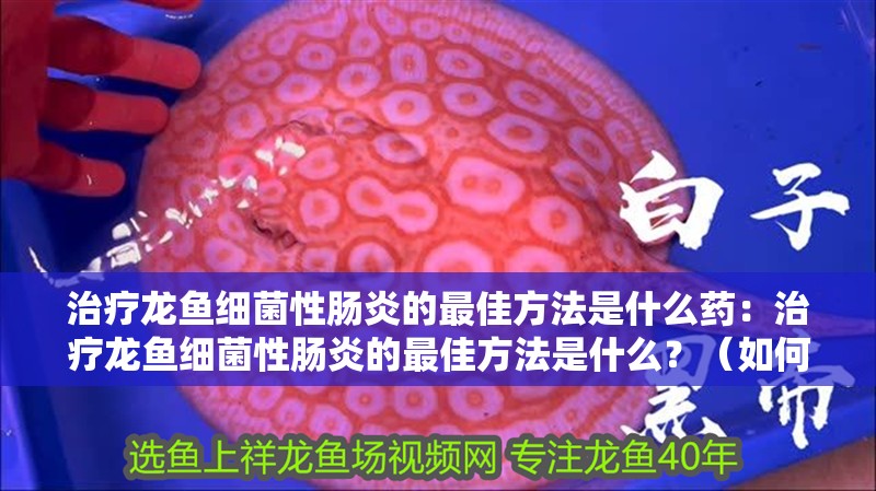 治療龍魚細菌性腸炎的最佳方法是什么藥：治療龍魚細菌性腸炎的最佳方法是什么？（如何治療龍魚細菌性腸炎） 治療龍魚細菌性腸炎的最佳方法是什么藥：治療龍魚細菌性腸炎的最佳方法是什么？（如何治療龍魚細菌性腸炎） 水族問答