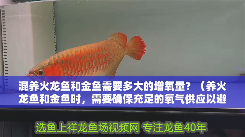 混養火龍魚和金魚需要多大的增氧量？（養火龍魚和金魚時，需要確保充足的氧氣供應以避免缺氧）