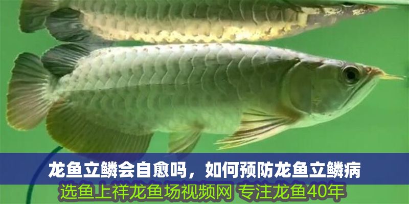 龍魚立鱗會自愈嗎，如何預防龍魚立鱗病