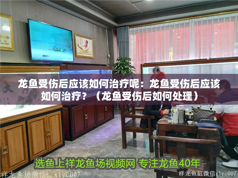龍魚受傷后應該如何治療呢：龍魚受傷后應該如何治療？（龍魚受傷后如何處理）