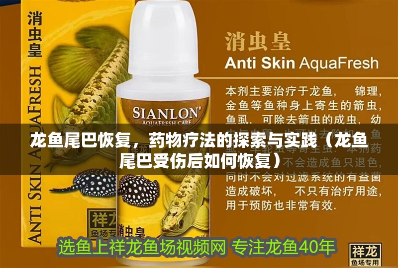 龍魚尾巴恢復，藥物療法的探索與實踐（龍魚尾巴受傷后如何恢復）