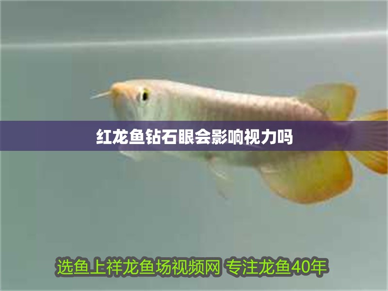 紅龍魚鉆石眼會影響視力嗎
