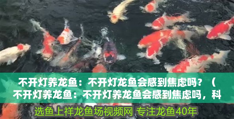 不開燈養龍魚：不開燈龍魚會感到焦慮嗎？（不開燈養龍魚：不開燈養龍魚會感到焦慮嗎，科學家們有著不同的觀點）