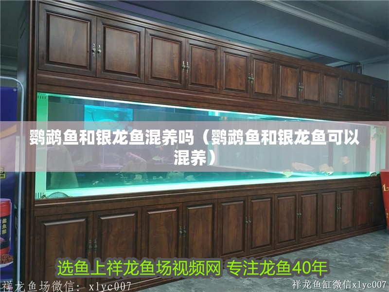 鸚鵡魚和銀龍魚混養(yǎng)嗎（鸚鵡魚和銀龍魚可以混養(yǎng)）