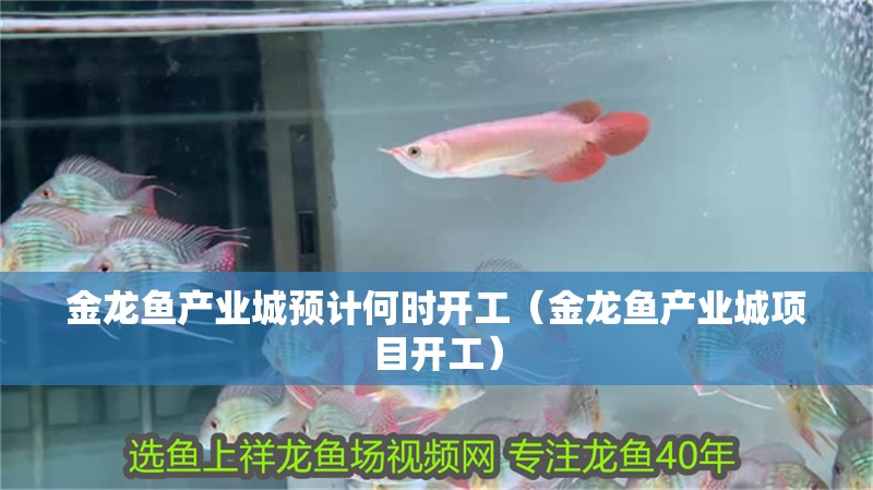 金龍魚產業城預計何時開工（金龍魚產業城項目開工） 金龍魚產業城預計何時開工（金龍魚產業城項目開工） 龍魚百科
