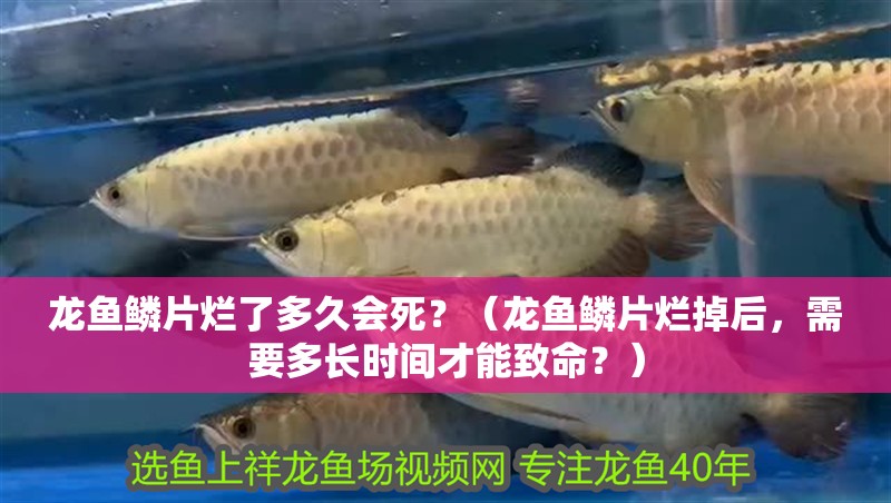 龍魚鱗片爛了多久會死？（龍魚鱗片爛掉后，需要多長時間才能致命？）
