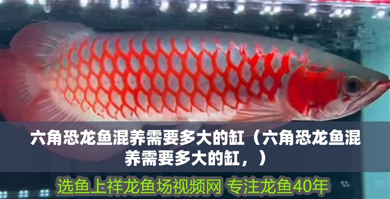 六角恐龍魚混養需要多大的缸（六角恐龍魚混養需要多大的缸，）
