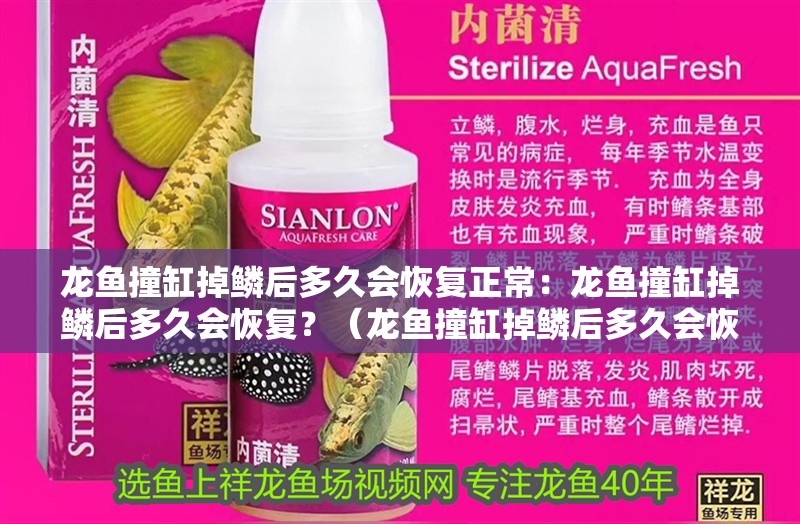 龍魚撞缸掉鱗后多久會恢復正常：龍魚撞缸掉鱗后多久會恢復？（龍魚撞缸掉鱗后多久會恢復）
