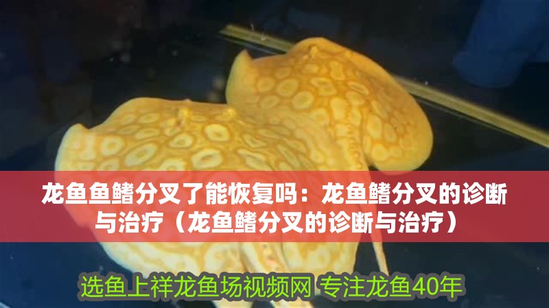 龍魚魚鰭分叉了能恢復嗎：龍魚鰭分叉的診斷與治療（龍魚鰭分叉的診斷與治療）