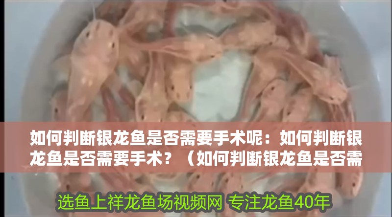 如何判斷銀龍魚是否需要手術(shù)呢：如何判斷銀龍魚是否需要手術(shù)？（如何判斷銀龍魚是否需要手術(shù)）