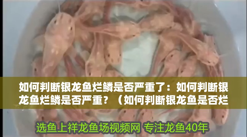 如何判斷銀龍魚爛鱗是否嚴重了：如何判斷銀龍魚爛鱗是否嚴重？（如何判斷銀龍魚是否爛鱗）