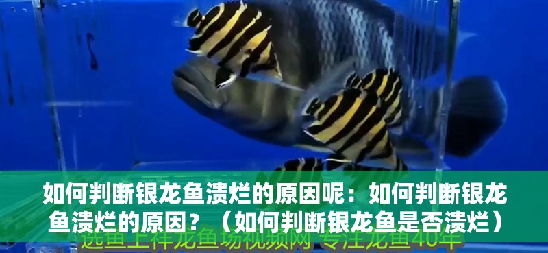 如何判斷銀龍魚潰爛的原因呢：如何判斷銀龍魚潰爛的原因？（如何判斷銀龍魚是否潰爛） 如何判斷銀龍魚潰爛的原因呢：如何判斷銀龍魚潰爛的原因？（如何判斷銀龍魚是否潰爛） 水族問答