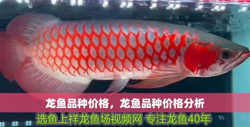 龍魚品種價格，龍魚品種價格分析