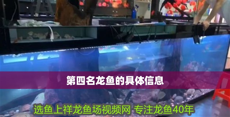 第四名龍魚的具體信息