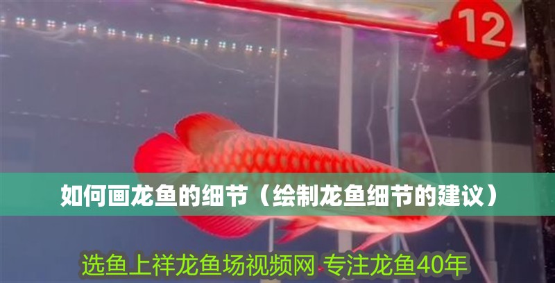 如何畫龍魚的細節（繪制龍魚細節的建議）