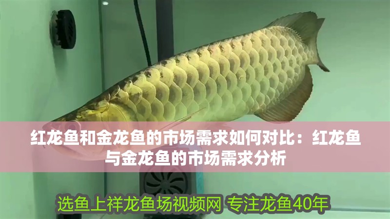 紅龍魚和金龍魚的市場需求如何對比：紅龍魚與金龍魚的市場需求分析