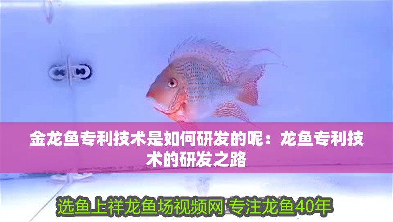 金龍魚專利技術(shù)是如何研發(fā)的呢：龍魚專利技術(shù)的研發(fā)之路