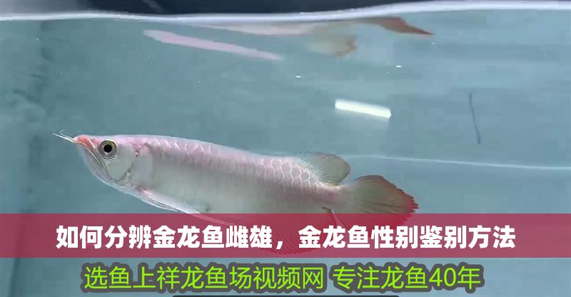如何分辨金龍魚雌雄，金龍魚性別鑒別方法