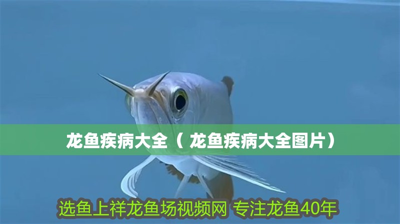 龍魚疾病大全（ 龍魚疾病大全圖片）
