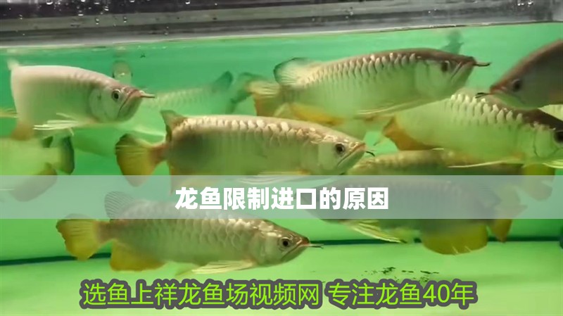 龍魚限制進口的原因 龍魚限制進口的原因 觀賞魚百科